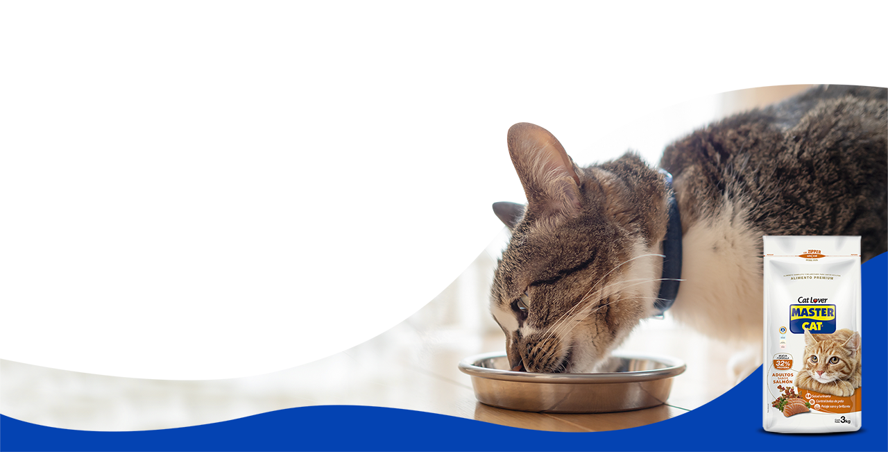 Conoce nuestra certificación de calidad - Master Cat